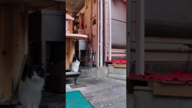 串カツ屋さんの閉店作業を手伝うバイト猫  #ImpressedCatVideo #catisland #猫【感動猫動画】