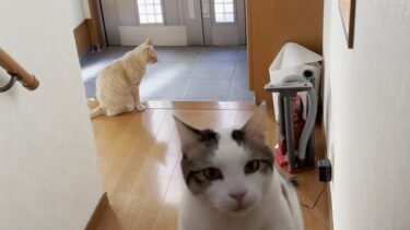 思い通りにならないとブツブツ文句を言う猫【ひのき猫】