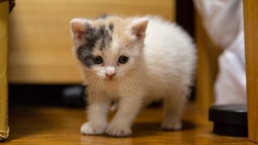 5月16日はぽてちゃんのうちの子記念日！保護した当時の尊すぎる激かわ映像をまとめました【ぽてとチャンネル】