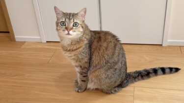 姉猫に場所を取られて…無言の抗議をする妹猫がこちらです【ポムさんとしまちゃん / ねこべや】