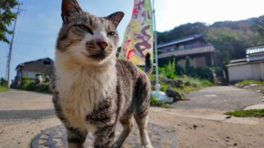 猫島のパスタ屋さんから看板猫が呼び込みに出てきた【感動猫動画】