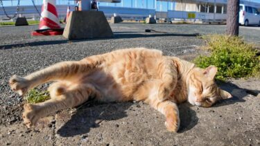 撫でると寝言を言う漁港の猫ちゃん【感動猫動画】