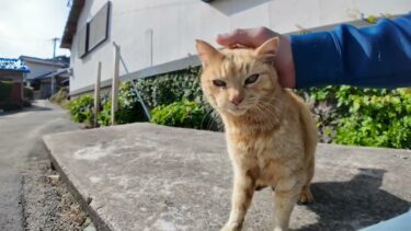 とにかく撫でられるのが好きな島の猫ちゃん【感動猫動画】