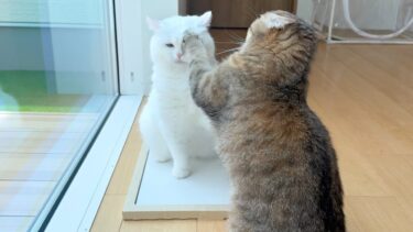 猫にひんやりグッズをプレゼントしたら大変なことになった…【ポムさんとしまちゃん / ねこべや】