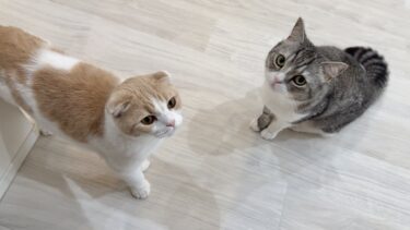 久しぶりに散髪して帰ってきたときのもちとはなの反応は…【もちまる日記】