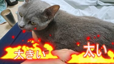 裸の上に乗ってきたから〇〇の力で退かそう【kokesukepapa】