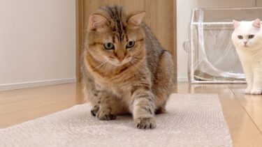 初めてのぷちぷち体験！猫の反応の違いが面白い！【ポムさんとしまちゃん / ねこべや】