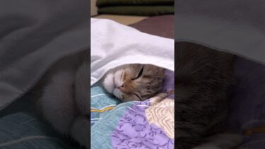 シーツに包まれる大きな赤ちゃん猫 #ポムしま【ポムさんとしまちゃん / ねこべや】