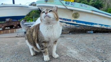 ボートの下にいた三毛猫ちゃん、モフられに出てきた【感動猫動画】