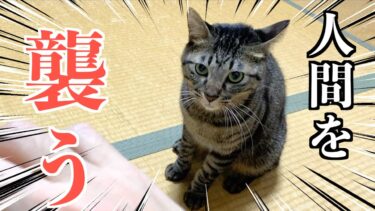 狂暴猫が人間を襲う瞬間の顔がこちら…【てん動画】