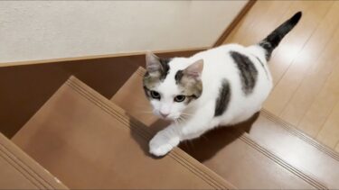 修学旅行から帰ってくる娘を待つのに次々と飽きてしまう猫【ひのき猫】