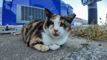 会うと必ず小さく「ニャ」と挨拶する漁港の三毛猫ちゃんがかわい過ぎる【感動猫動画】