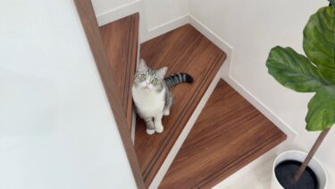 猫が何か見せたくて案内してるのでついて行ってみたらまさかの光景が…【もちまる日記】