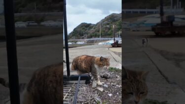 逃げる白キジ猫ちゃん、寄ってくる三毛猫ちゃん #ImpressedCatVideo #catisland #猫【感動猫動画】