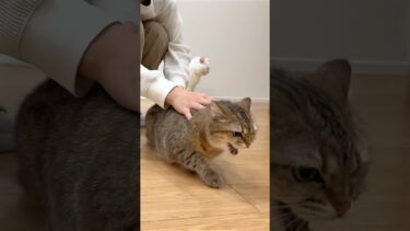 久しぶりに猫にガチギレされた… #ポムしま【ポムさんとしまちゃん / ねこべや】