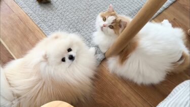 訳あって愛猫、愛犬としばらく会えなくなりました。【猫のレモンちゃんねる】