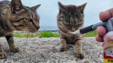 防波堤に座るといつも駆け寄ってくるキジトラ猫ちゃんにちゅーるをやってきた【感動猫動画】