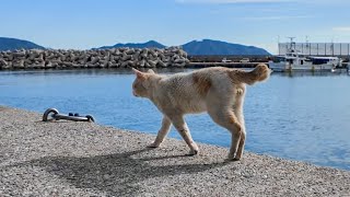 漁港の安全は俺が守る！野良猫警備隊がかっこよすぎた🐾⚓️【感動猫動画】