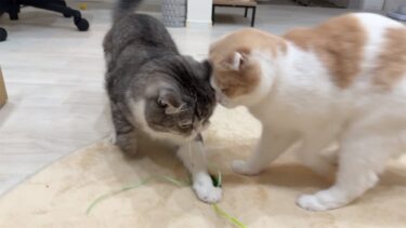 おもちゃに夢中になりすぎて思いっきり頭をぶつけた猫たちがこうなっちゃいました…【もちまる日記】