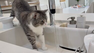 水道水が美味しすぎて顎をびちょびちょにさせてるもちが可愛すぎますw【もちまる日記】