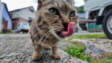 漁港付近の道にいる甘えん坊の猫ちゃんに今日はちゅーるをやってきた【感動猫動画】