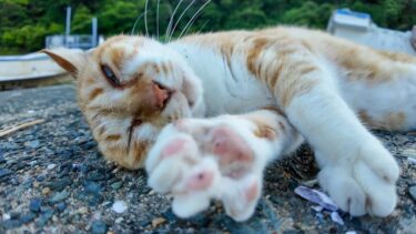 え、降りてきた…！？漁港のボートから転がりながら甘えてくる猫が天使すぎた【感動猫動画】