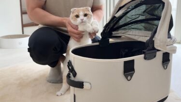 お留守番だと思ってたら今日は自分も病院に連れて行かれると気づいた猫がこうなっちゃいました…【もちまる日記】