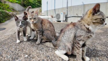 これが猫島の日常…？路上でゴロゴロする猫たちに癒される【感動猫動画】