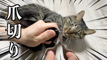 狂暴な猫の爪切りをしようとした結果…【てん動画】