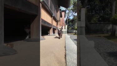 神社の黒猫ちゃん、参拝者を自分のお気に入りの場所に誘導して撫でさせる #ImpressedCatVideo #catisland #猫【感動猫動画】