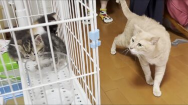 今まで7匹の子猫を迎え入れたベテラン先住猫がご対面しました【ひのき猫】