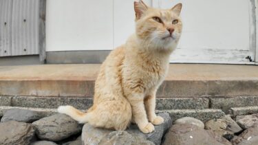 道の真中で寝ていた猫ちゃん、道路脇の段に座ると隣に寄って来たのでちゅーるをやった【感動猫動画】