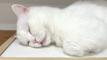 猫が寝ながらしゃべる恐怖映像…！※可愛いです【ポムさんとしまちゃん / ねこべや】