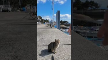 猫島で波止場に座ると猫に取り囲まれた #ImpressedCatVideo #catisland #猫【感動猫動画】