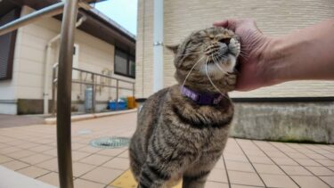 撫でてほしかっただけなのに…急にちゅーる出されて困惑する猫がこちら【感動猫動画】