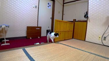 猫旅館で一旦部屋を留守にして戻って来た結果🧐【CuteWoo】