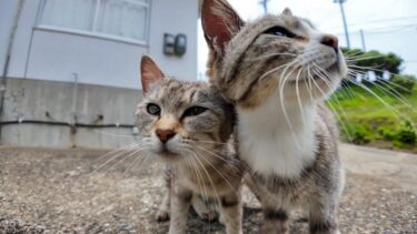 【癒しMAX】猫島の港で出会った猫たちが可愛すぎた…そのまま猫の集会所へ！【感動猫動画】