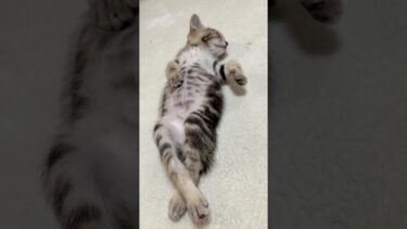 えっそうなん【ひのき猫】