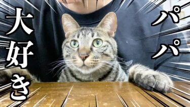 パパのことが大好きすぎて離れたくない猫…【てん動画】