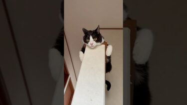 モノレールが開業されるまで【ひのき猫】