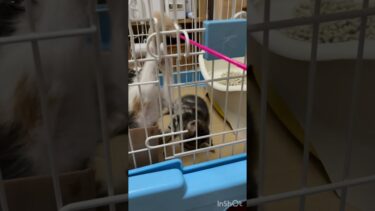 その時は突然やってきた【ひのき猫】