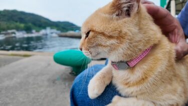 猫島からの帰りのフェリーに乗るために港に行くと来たときにもいた茶トラ猫ちゃんがいたので付近に座るとまた膝の上に乗ってきた【感動猫動画】