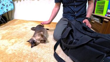 出張から帰って来てシャム猫に話しかけたら転がって喜んだ👜【CuteWoo】