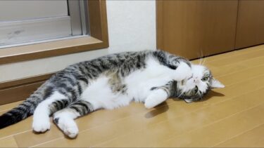子猫がお母さんに甘えているのを見て拗ねる猫【ひのき猫】