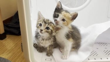 ひのき猫家名物ドライヤーハウスで乾かされる子猫【ひのき猫】