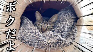 ひきこもり猫を無理やり外に出そうとした結果…【てん動画】