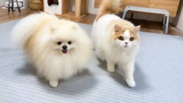 「久しぶりに一緒に寝よう」と言ったら大喜びで駆け寄ってくる猫と犬がかわいすぎました！【猫のレモンちゃんねる】