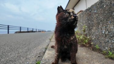ちょっと逃げ腰だったサビ猫ちゃん、ちゅーるをやったら喜んで食べた【感動猫動画】