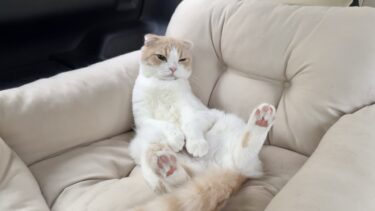 健康診断で大暴れするので鎮静剤を飲まされた猫がこうなっちゃいました…【もちまる日記】