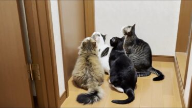 扉の向こうに子猫がいてるとは全く知らない猫【ひのき猫】